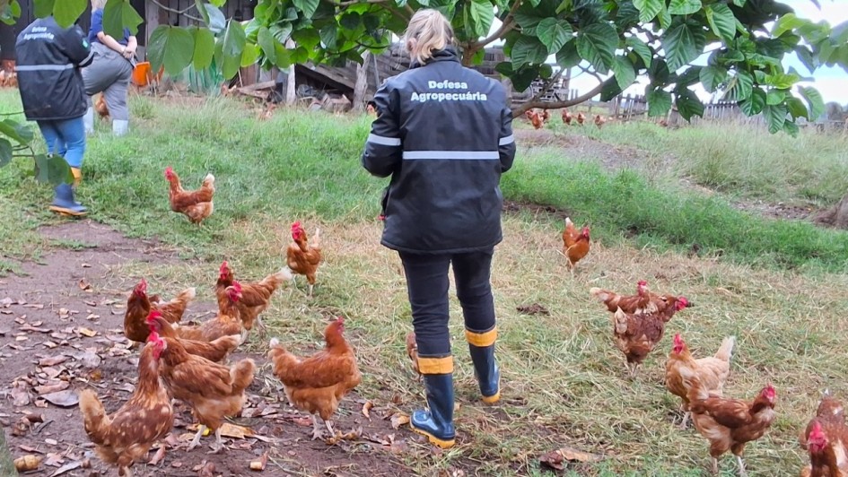 A foto mostra uma mulher vestindo um casaco da Defesa Agropecu&aacute;ria, em uma zona rural, rodeada de galinhas. 