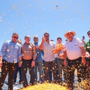 Governador Eduardo Leite est&aacute; no centro de um grupo de homens, num cen&aacute;rio aberto de sol forte, em que eles atiram milho para cima. Os gr&atilde;os aparecem no ar e tamb&eacute;m num monte em frente deles. 