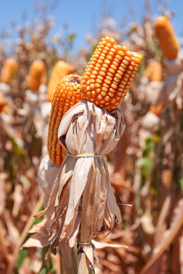 Foto mostra em destaque uma espiga de milho amarela com palha seca, com fundo desfocado da lavoura com outros pés de milho semelhantes. 