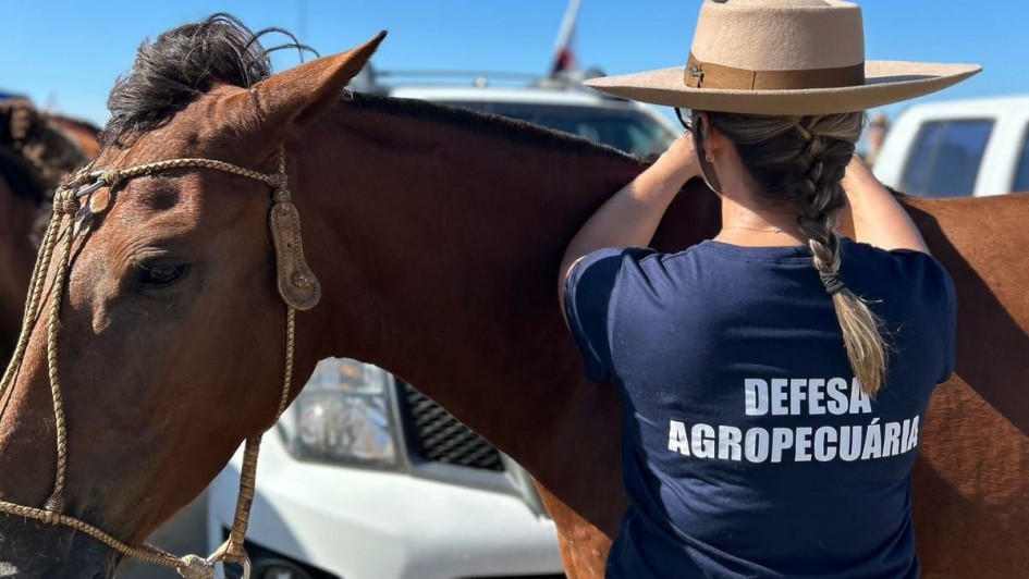 A imagem mostra um cavalo e uma profissional com camiseta da Defesa Agropecu&aacute;ria. A mulher est&aacute; tocando no animal, de pelo castanho. 