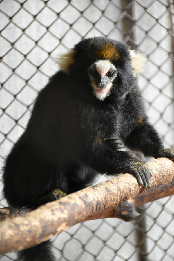 A imagem mostra um pequeno primata de pelagem predominantemente preta, sentado sobre um galho de madeira natural dentro de um recinto cercado por tela metálica.