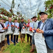 Colheita da Ma&ccedil;a