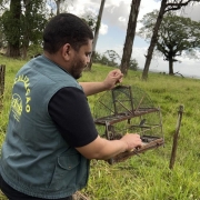 Foto mostra agente de fiscaliza&ccedil;&atilde;o da Sema com uma gaiola na m&atilde;o, abrindo a porta para um pequeno p&aacute;ssaro possa sair. A cena &eacute; em uma &aacute;rea de campo, com &aacute;rvores ao fundo.