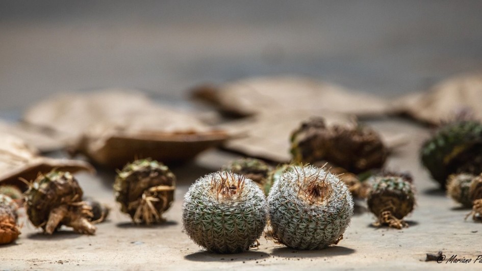 Jardim Bot&acirc;nico recebe cactos nativos do RS apreendidos em opera&ccedil;&atilde;o contra biopirataria   fev26