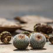Jardim Bot&acirc;nico recebe cactos nativos do RS apreendidos em opera&ccedil;&atilde;o contra biopirataria   fev26