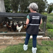 Fiscais agropecu&aacute;rios trabalham na verifica&ccedil;&atilde;o da sa&uacute;de de animais nas propriedades