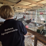 Uma mulher com camisa escrita &ldquo;Defesa Agropecu&aacute;ria&rdquo; observa galinhas e outras aves em gaiolas dentro de um galp&atilde;o de cria&ccedil;&atilde;o.