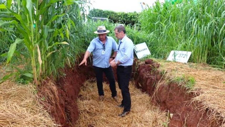 Esta &eacute; uma descri&ccedil;&atilde;o da imagem para fins de acessibilidade:

A fotografia mostra dois homens dentro de uma trincheira aberta no solo, em meio a uma planta&ccedil;&atilde;o, durante o que parece ser uma demonstra&ccedil;&atilde;o t&eacute;cnica agr&iacute;cola.

Elementos Principais
A Trincheira: No centro da imagem, h&aacute; uma escava&ccedil;&atilde;o retangular e profunda no solo de cor avermelhada (latossolo). O fundo da trincheira e as bordas superiores est&atilde;o cobertos por uma espessa camada de palhada seca (cobertura morta), de cor dourada.

As Pessoas: Dois homens est&atilde;o em p&eacute; dentro da vala, observando as paredes do solo.

O homem &agrave; esquerda veste camisa azul clara, cal&ccedil;a preta e um chap&eacute;u de palha com fita escura. Ele aponta com a m&atilde;o direita para a parede de terra, como se explicasse algo.

O homem &agrave; direita veste uma camisa social azul clara de mangas compridas e cal&ccedil;a escura, observando atentamente a explica&ccedil;&atilde;o.

A Vegeta&ccedil;&atilde;o: Ao redor da trincheira, crescem plantas altas e verdes, identific&aacute;veis como milho e outras forrageiras (como braqui&aacute;ria). As plantas s&atilde;o densas e ultrapassam a altura dos homens.

Detalhes e Contexto
Sinaliza&ccedil;&atilde;o: Ao fundo, do lado direito, h&aacute; pequenas placas brancas de identifica&ccedil;&atilde;o fixadas no solo; uma delas cont&eacute;m a palavra "BRACHIARIA".

Ambiente: A cena ocorre ao ar livre, sob luz natural difusa. O foco da imagem est&aacute; na estrutura do solo e nas ra&iacute;zes que podem ser analisadas atrav&eacute;s do corte na terra.

Prop&oacute;sito: A imagem ilustra pr&aacute;ticas de manejo de solo, como a an&aacute;lise de perfil e o uso de plantio direto com cobertura de palha para resili&ecirc;ncia h&iacute;drica.