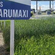 Programa de Sementes e Mudas Forrageiras do governo do Estado apresenta cultivares na Expodireto 2026