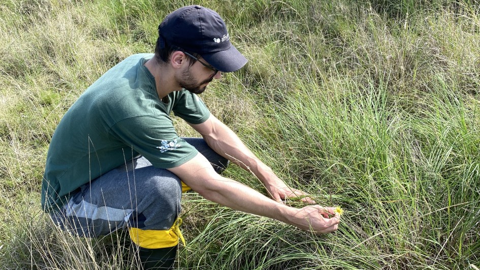 A imagem mostra uma pessoa agachada em uma &aacute;rea de campo natural, entre vegeta&ccedil;&atilde;o rasteira e gram&iacute;neas. A pessoa utiliza botas de borracha e veste roupas adequadas para trabalho de campo, segurando delicadamente uma pequena planta com flor amarela pr&oacute;xima ao solo. O ambiente &eacute; aberto, com vegeta&ccedil;&atilde;o t&iacute;pica de &aacute;rea campestre e ilumina&ccedil;&atilde;o natural.