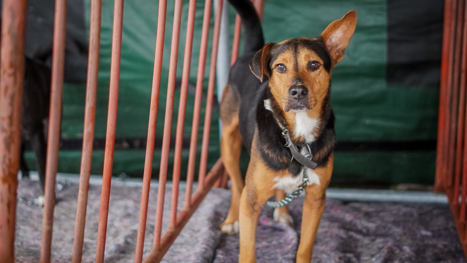 Foto de cachorro em feira de ado&ccedil;&atilde;o