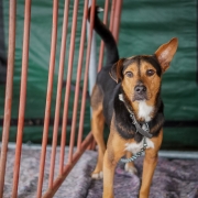 Foto de cachorro em feira de ado&ccedil;&atilde;o