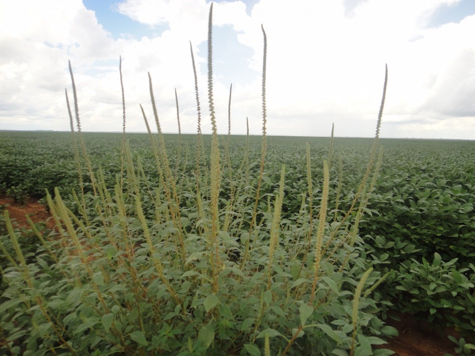 Produtores rurais devem ficar atentos e comunicar ocorrências suspeitas imediamente à Seapi -Foto: Dionizio Graziero/Divulgação Embrapa