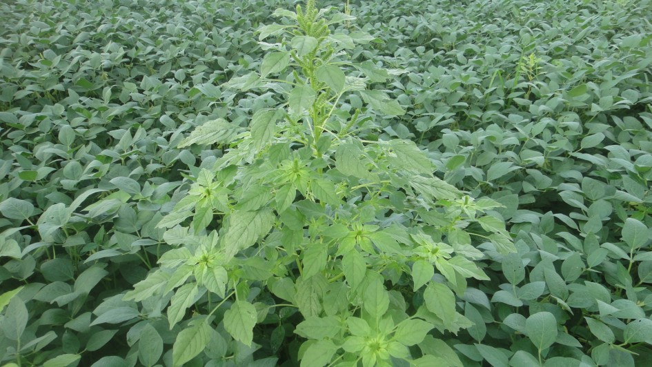 Foto mostra uma lavoura com destaque para o caruru-gigante. 