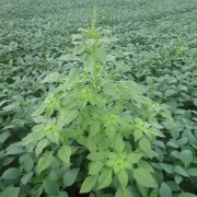 Foto mostra uma lavoura com destaque para o caruru-gigante. 
