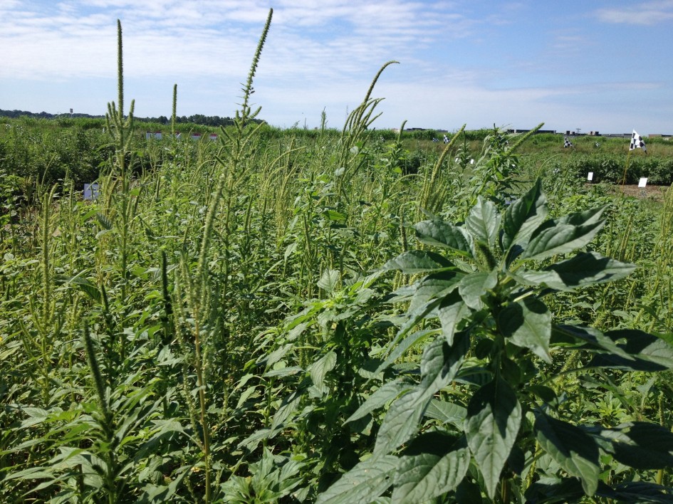 Planta daninha já teve ocorrência confirmada em propriedades de Santa Catarina e São Paulo -Foto: Dionizio Graziero/Divulgação Embrapa