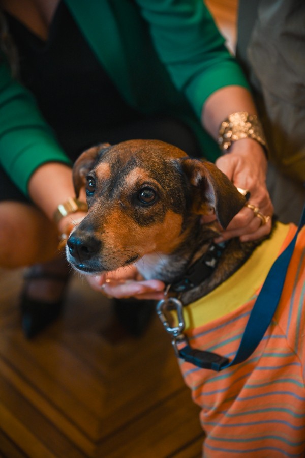 Foto mostra um cachorro com uma roupinha amarela e laranja, sendo acariciado por uma mulher de roupa verde. 