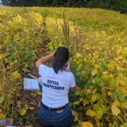 Esta &eacute; uma descri&ccedil;&atilde;o da imagem com foco em acessibilidade:

A fotografia colorida registra uma servidora p&uacute;blica realizando uma vistoria t&eacute;cnica em uma planta&ccedil;&atilde;o agr&iacute;cola, focada no combate a pragas.

Detalhes da cena:

A servidora: Uma mulher de cabelos escuros presos em um rabo de cavalo &eacute; vista de costas, agachada entre as plantas. Ela veste uma camiseta branca com a inscri&ccedil;&atilde;o "DEFESA AGROPECU&Aacute;RIA" em letras pretas nas costas e cal&ccedil;a jeans azul. Ela utiliza um dispositivo celular para fotografar ou registrar dados da vegeta&ccedil;&atilde;o.

A planta&ccedil;&atilde;o: A servidora est&aacute; em meio a um campo de cultivo (possivelmente soja) que apresenta folhas em tons de verde e amarelo. No centro da imagem, destaca-se uma planta invasora mais alta e ereta, com uma infloresc&ecirc;ncia alongada e esverdeada, identificada como a praga caruru-gigante.

Equipamento de campo: Ao lado da servidora, no ch&atilde;o, h&aacute; uma pasta t&eacute;cnica transparente com documentos e outros itens de apoio para a fiscaliza&ccedil;&atilde;o.

O ambiente: Ao fundo, a planta&ccedil;&atilde;o se estende at&eacute; uma linha de mata nativa densa e verde sob um c&eacute;u claro.

Composi&ccedil;&atilde;o e ilumina&ccedil;&atilde;o: A foto &eacute; tirada de um &acirc;ngulo levemente superior, capturando a servidora inserida diretamente no contexto do problema fitossanit&aacute;rio. A luz solar &eacute; direta e natural, evidenciando as cores da vegeta&ccedil;&atilde;o e os detalhes da planta invasora.