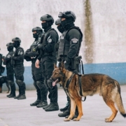 Foto de policiais penais e c&atilde;es de trabalho

