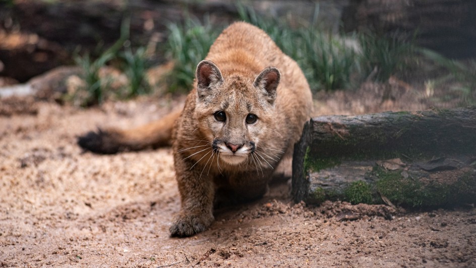 Puma Zoo Sapucaia do Sul abr26 (1)