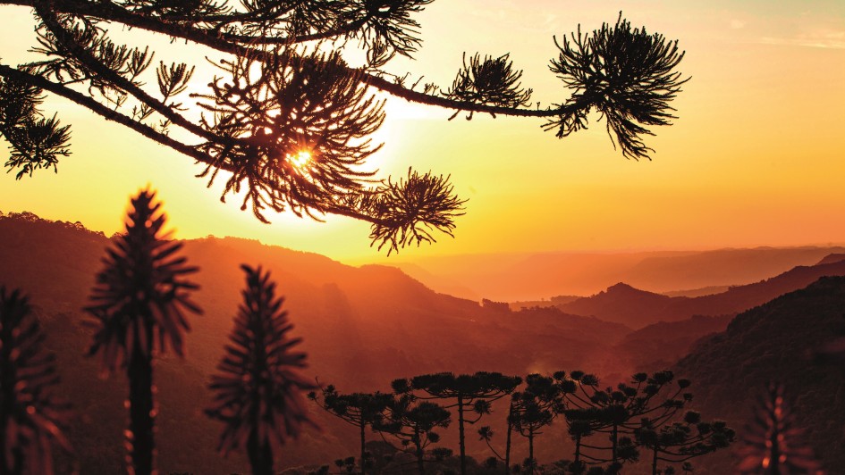 Paisagem natural ao p&ocirc;r do sol, com silhuetas de arauc&aacute;rias em destaque diante de um horizonte de montanhas em camadas. A luz dourada atravessa os galhos em primeiro plano, criando contraste entre sombras escuras e c&eacute;u em tons quentes de laranja e amarelo.