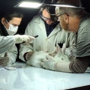 Atendimento veterin&aacute;rio em ambiente controlado, com coelho sobre mesa de exame sendo manipulado por equipe com jalecos, luvas e ilumina&ccedil;&atilde;o direcionada. H&aacute; instrumentos e papel de apoio sobre a bancada, em cen&aacute;rio t&eacute;cnico voltado &agrave; avalia&ccedil;&atilde;o cl&iacute;nica de pequenos animais.