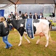 Desfile de premia&ccedil;&atilde;o com bovino leiteiro conduzido em pista, exibindo faixa com identifica&ccedil;&atilde;o de campe&atilde; do concurso. Ao fundo, h&aacute; plateia sob tenda, palco com p&uacute;lpito e banners institucionais, caracterizando cerim&ocirc;nia oficial da Fenasul/Expoleite.