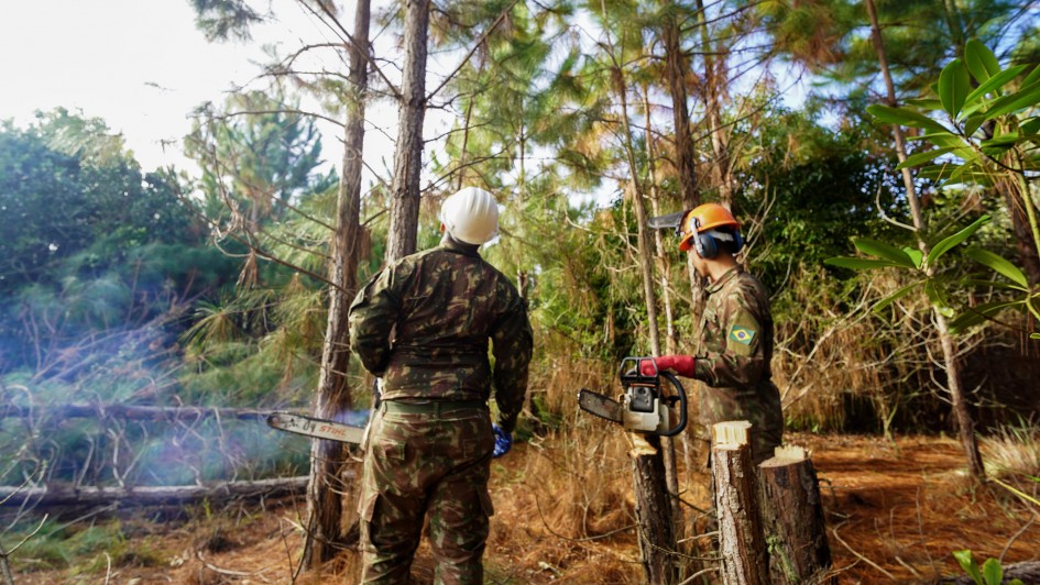 Governo do Estado realiza a&ccedil;&atilde;o em parceria com o Ex&eacute;rcito Brasileiro para controle de pinus no Parque Estadual de Itapu&atilde;