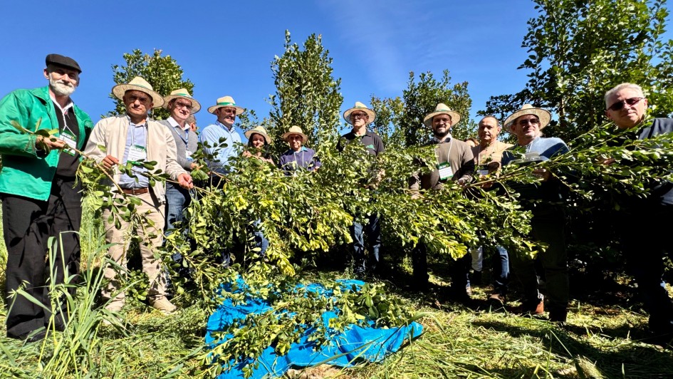 A imagem mostra um grupo de pessoas em uma planta&ccedil;&atilde;o, usando chap&eacute;us de palha e segurando ramos de erva-mate sobre uma lona azul, em um cen&aacute;rio ao ar livre com vegeta&ccedil;&atilde;o e c&eacute;u claro.