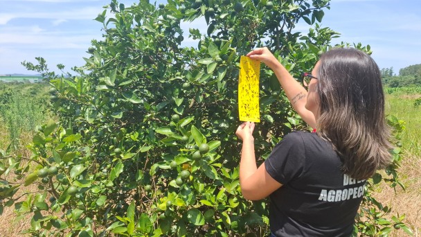 Agricultura apresenta resultados do monitoramento de&nbsp;greening&nbsp;na C&acirc;mara Setorial da Citricultura mai26