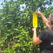 Agricultura apresenta resultados do monitoramento de&nbsp;greening&nbsp;na C&acirc;mara Setorial da Citricultura mai26