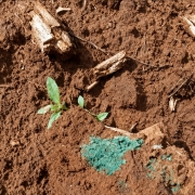 Foto mostra o solo com terra vermelha &uacute;mida e uma planta verde que come&ccedil;a a brotar. H&aacute; tamb&eacute;m uma mancha esverdeada de um fungo que se desenvolveu na terra.   