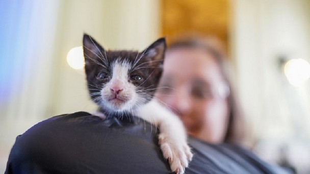 Close de um pequeno gato branco e preto apoiado sobre o bra&ccedil;o de uma pessoa vestida com roupa escura, com uma das patas estendida &agrave; frente