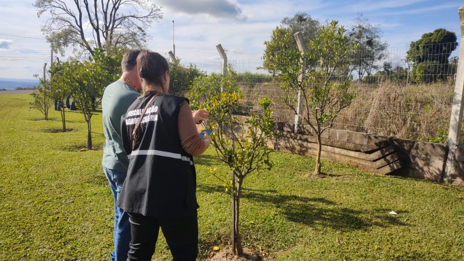 A fotografia em plano m&eacute;dio e &acirc;ngulo diagonal registra uma atividade de inspe&ccedil;&atilde;o fitossanit&aacute;ria ao ar livre, identificada pelo t&iacute;tulo do arquivo como a erradica&ccedil;&atilde;o de foco de greening e monitoramento de &aacute;rea pela secretaria de Agricultura.

A&ccedil;&atilde;o e Integrantes
Os Inspetores: Duas pessoas est&atilde;o em primeiro plano, vistas de costas e de perfil parcial esquerdo. Uma mulher, &agrave; direita, veste cal&ccedil;a escura e um colete de identifica&ccedil;&atilde;o preto com faixas refletivas brancas, onde se l&ecirc; em letras mai&uacute;sculas: "FISCALIZA&Ccedil;&Atilde;O AGROPECU&Aacute;RIA". Ela segura um dispositivo m&oacute;vel (como um tablet ou smartphone) para registrar os dados. Ao lado dela, &agrave; esquerda, um homem veste camiseta verde-clara e cal&ccedil;a jeans azul.

O Alvo da Inspe&ccedil;&atilde;o: Ambos est&atilde;o voltados para uma pequena &aacute;rvore c&iacute;trica jovem (um p&eacute; de laranja ou lim&atilde;o) plantada em um gramado. Eles examinam de perto as folhas e os galhos da planta em busca de sinais de pragas ou anomalias.

O Ambiente
Cen&aacute;rio: O local &eacute; uma &aacute;rea gramada bem cuidada onde h&aacute; outras pequenas &aacute;rvores semelhantes plantadas em linha. Ao fundo, o terreno &eacute; delimitado por uma cerca de tela de arame sustentada por mour&otilde;es de concreto inclina&ccedil;&otilde;es na ponta.

Elementos de Entorno: Atr&aacute;s da cerca, h&aacute; uma mureta baixa feita de blocos ou placas de concreto sobrepostas, seguida por uma &aacute;rea de vegeta&ccedil;&atilde;o densa e mato alto. Mais ao fundo, &agrave; esquerda, avista-se um trecho de asfalto ou estrada e o relevo de morros sob um horizonte distante.

Ilumina&ccedil;&atilde;o: A cena &eacute; iluminada por luz solar direta e natural, projetando sombras n&iacute;tidas no gramado verde. O c&eacute;u apresenta-se azul claro com algumas nuvens brancas dispersas.