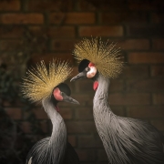 A fotografia em plano m&eacute;dio e close-up registra duas aves ex&oacute;ticas da esp&eacute;cie grou-coroado posicionadas lado a lado. O t&iacute;tulo do arquivo identifica o contexto como a recep&ccedil;&atilde;o dessas aves pelo Parque Zool&oacute;gico, em Sapucaia do Sul, ap&oacute;s serem resgatadas na fronteira.

As Aves (Grous-Coroados)
Caracter&iacute;sticas Marcantes: As duas aves possuem uma plumagem cinza-clara e texturizada no pesco&ccedil;o e no corpo. O tra&ccedil;o mais distintivo &eacute; uma densa e r&iacute;gida "coroa" de penas douradas e finas que se projeta verticalmente no topo de suas cabe&ccedil;as, assemelhando-se a um tufo de cerdas douradas e radiantes.

Detalhes da Cabe&ccedil;a: A lateral da cabe&ccedil;a de ambas apresenta uma mancha branca na bochecha contornada por tons avermelhados, que contrasta com a testa preta e aveludada. Sob o bico preto, curto e pontiagudo, nota-se uma pequena car&uacute;ncula (guela) de cor vermelha viva.

Posicionamento: A ave da direita est&aacute; ligeiramente mais &agrave; frente e em uma postura mais alta. Ela est&aacute; com o pesco&ccedil;o alongado e o bico voltado para a esquerda, quase tocando a coroa da ave da esquerda. A ave da esquerda est&aacute; um pouco mais baixa, com o pesco&ccedil;o sutilmente curvado e o bico direcionado para a direita, criando uma composi&ccedil;&atilde;o sim&eacute;trica e harmoniosa onde as duas parecem interagir ou se olhar de perfil.

O Ambiente e Ilumina&ccedil;&atilde;o
O Fundo: O cen&aacute;rio atr&aacute;s das aves &eacute; composto por uma parede de tijolos aparentes em tons marrons e avermelhados, que est&aacute; intencionalmente escurecida e borrada (efeito de profundidade de campo ou bokeh), fazendo com que as aves se destaquem em primeiro plano. No canto esquerdo, h&aacute; uma sutil presen&ccedil;a de folhagens escuras.

Ilumina&ccedil;&atilde;o: A ilumina&ccedil;&atilde;o &eacute; suave e focada diretamente sobre as aves, real&ccedil;ando o brilho dourado de suas coroas e os detalhes minuciosos de suas penas cinzentas, enquanto as bordas da imagem ganham um tom de vinheta escura e sombreada.