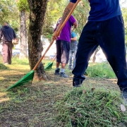Cena externa em &aacute;rea verde com &aacute;rvores e sombra parcial, onde v&aacute;rias pessoas utilizam rastelos para juntar grama cortada em montes sobre o solo.