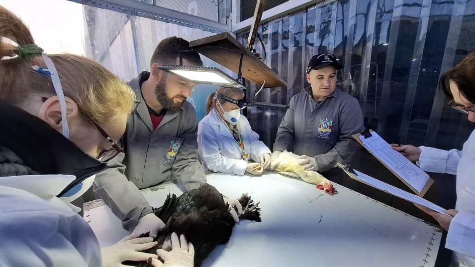 Foto mostra veterin&aacute;rios examinando pequenos animais.