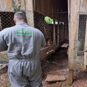 Foto mostra o t&eacute;cnico de macac&atilde;o cinza em frente a dois galinheiros de madeira e tela. Dentro aparece algumas aves. 