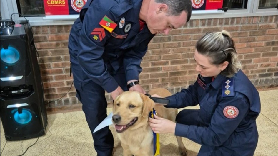 Foto mostra dois bombeiros de uniforme azul escuro colocando a coleira em um cachorro da ra&ccedil;a labrador, de pelagem bege clara. A cena acontece num ambiente fechado, com uma parede de tijolos &agrave; vista .