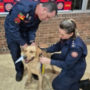 Foto mostra dois bombeiros de uniforme azul escuro colocando a coleira em um cachorro da ra&ccedil;a labrador, de pelagem bege clara. A cena acontece num ambiente fechado, com uma parede de tijolos &agrave; vista .