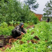 Cristine Saldanha, produtora na Regi&atilde;o Metropolitana de Porto Alegre, cultiva hortali&ccedil;as e frutas em sistema de agrofloresta&nbsp;